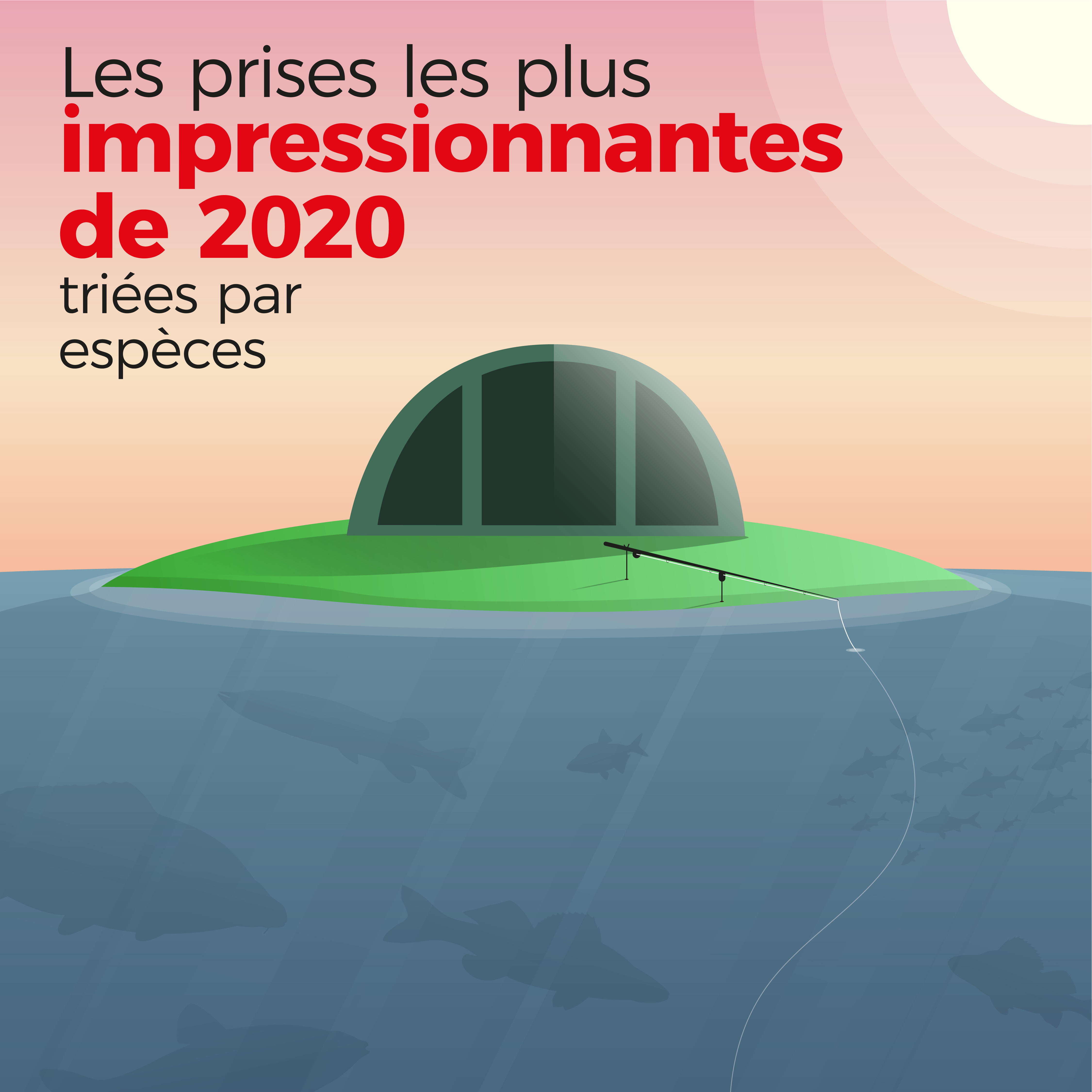 Les prises les plus impressionnantes de 2020 